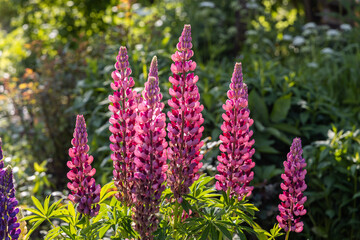 Wall Mural - pink lupine flowers in the sunlight