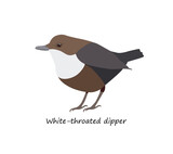 Fototapeta Młodzieżowe - White-throated dipper isolated on white background. Vector illustration