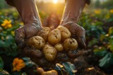 Fototapeta  - hands of a gardener holding fresh potatoes