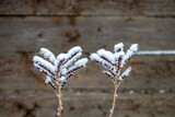Fototapeta Londyn - Garden plants under the snow in winter