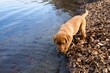 Labrador puppy dog on the water