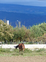 Poster - Cheval marron dans une prairie