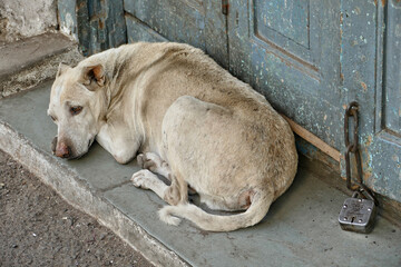 Wall Mural - Portrait of a feral dog in Ahmedabad, India