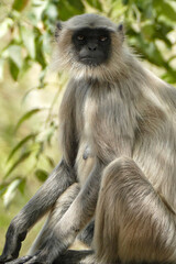 Wall Mural - Portrait of Gray Langur in Ahmedabad, India