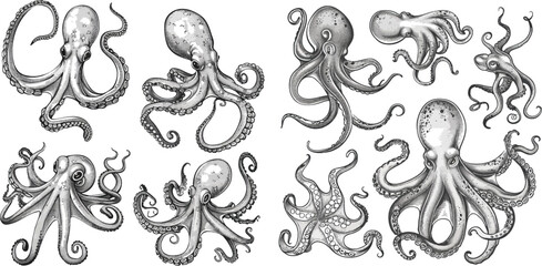 Sketch octopuses. Hand drawn squid animal, octopus with tentacles, underwater creature tattoo vector illustration