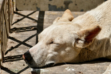 Wall Mural - Portrait of a feral dog in Ahmedabad, India	