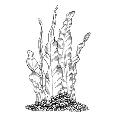 Wall Mural - Seaweed Vector Line art. Outline algae in pebbles. Hand drawn black and white graphic clipart. Linear drawing of sea bottom. Underwater plants illustration. Aquarium decoration sketch