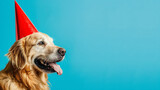Fototapeta  - Cute dog celebrating with red pary hat