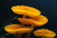A Group Of Yellow Mushrooms With Water Droplets On Them