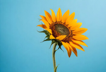 a single sunflower against a blue background