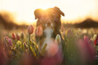 Frühling mit Tulpen und Hund bei Sonnenaufgang