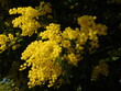 mimosa pianta e albero in aprile