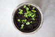Young green basil seedlings growing in pot, herbs, top view