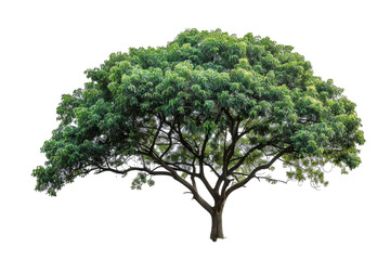 Poster - A group of isolated trees