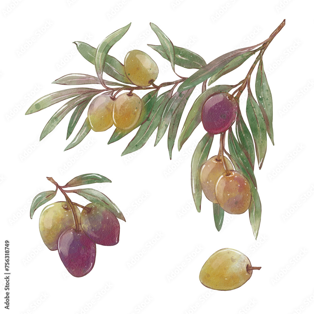Set of Watercolor olive branches with green and black olives. Hand ...
