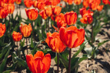 Fototapeta Tulipany - Tulip flowers blooming in the garden field landscape. Stripped tulips growing . Beautiful spring garden with many red tulips outdoors. Blooming floral park in sunrise light. Natural floral pattern