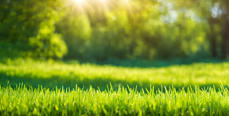 Wall Mural - neatly trimmed spring lawn scene