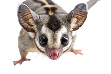 Sugar Glider: A Popular Pet, Affectionate, Cute, Intelligent, Has Fluffy Hair, Likes To Eat Fruit, Can Glide.