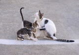 Fototapeta Koty - Mother cat and her cute little kittens together side by side on a street, Greece