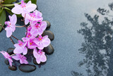 Fototapeta  - Black spa stone and pink orchid flowers on the gray table background.