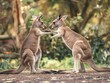 Two kangaroos engaging in a playful interaction, set against a soft-focused natural backdrop