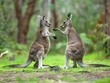 Two kangaroos engage in what appears to be a gentle interaction amidst a lush forest setting.