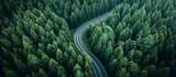 Fototapeta Do pokoju - Top down view of a secluded pine woodland road. Aerial Photography with a drone, natural forest