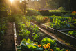 Backlit community garden with raised beds