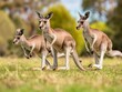 A trio of kangaroos captured in motion on a lush green field with a backdrop of trees.