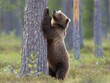 A brown bear stands on hind legs, scratching its back against a pine tree in a natural forest habitat.