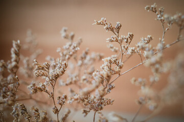 Wall Mural - Bush of Dried Grass Flowers on warm room  background