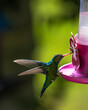 Hummingbird feeder with bee and hummingbird.