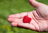Fototapeta Sypialnia - Raspberry in hand shaped like a heart.