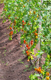 Fototapeta Dziecięca - Green and ripe cherry tomatoes.