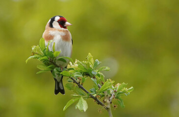 Wall Mural - A closeup of a goldfinch, carduelis carduelis, perching on a twig against a defocused green background. 