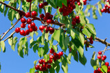 Fototapeta  - Cherry tree branch with ripe large fruits on sky background.