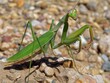Close-up of a green praying mantis poised on rocky ground with a focused gaze.