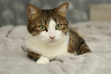 Poster - Cute pet. Cat with green eyes on soft blanket at home