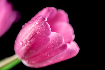 Wall Mural - close-up Bright pink tulip with drops on a black background. Concept of spring