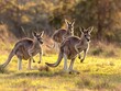 A trio of kangaroos bounding across a sunlit field, their silhouettes highlighted by the warm glow of the setting sun.