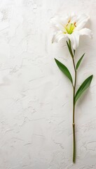 Wall Mural - Funeral lily on white background with spacious area for convenient text arrangement