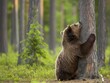 A brown bear affectionately embracing a tree trunk in a serene forest setting.
