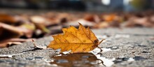 A Yellow Leaf From A Deciduous Plant Rests On The Wet Asphalt Road, Surrounded By Water And Nearby Twigs And Grass In The Natural Landscape