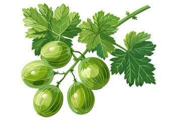 Wall Mural -  A vibrant illustration of ripe green gooseberries attached to a stem with lush leaves, on a Transparent Background 