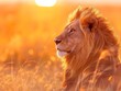 Profile of lion with a radiant sunset backdrop, symbolizing power and peace.