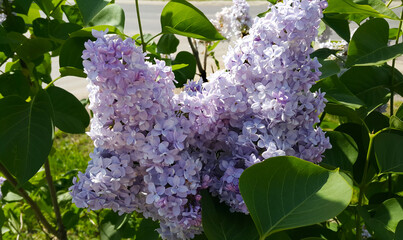 Wall Mural - beautiful branch of a blossoming lilac