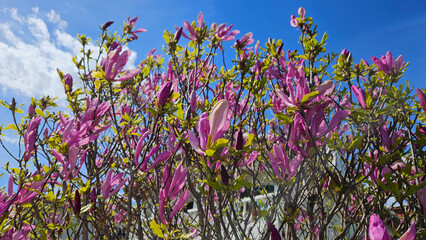 Wall Mural - beautiful magnolia branches with bright flowers, close-up