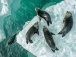 Aerial view of seals resting on an ice floe in a turquoise sea.
