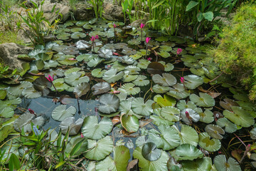 Wall Mural - Red cup Nymphaea Water Lily in eastern lake. 