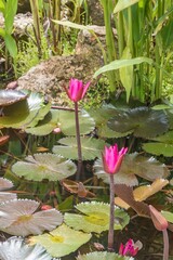 Wall Mural - Red cup Nymphaea Water Lily in eastern lake.